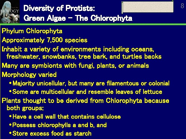 Diversity of Protists: Green Algae – The Chlorophyta Phylum Chlorophyta Approximately 7, 500 species