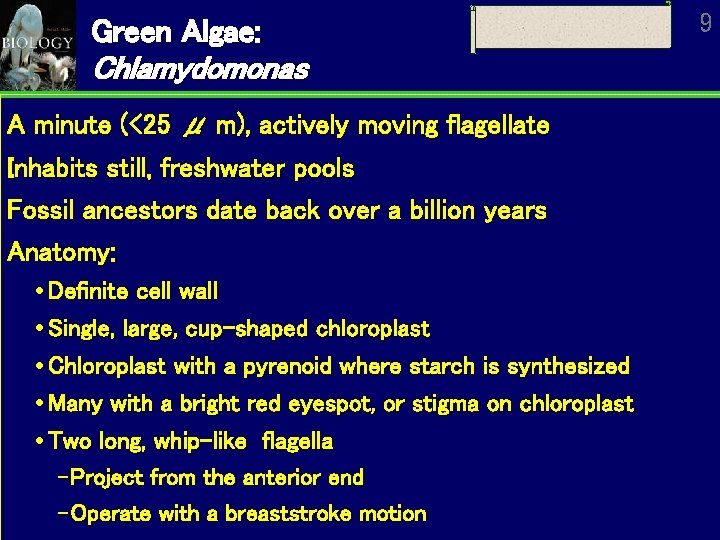 Green Algae: Chlamydomonas A minute (<25 μ m), actively moving flagellate Inhabits still, freshwater