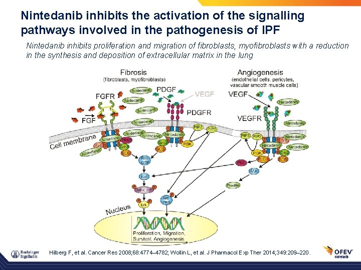 Nintedanib inhibits the activation of the signalling pathways involved in the pathogenesis of IPF