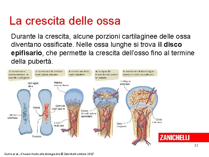 La crescita delle ossa Durante la crescita, alcune porzioni cartilaginee delle ossa diventano ossificate.