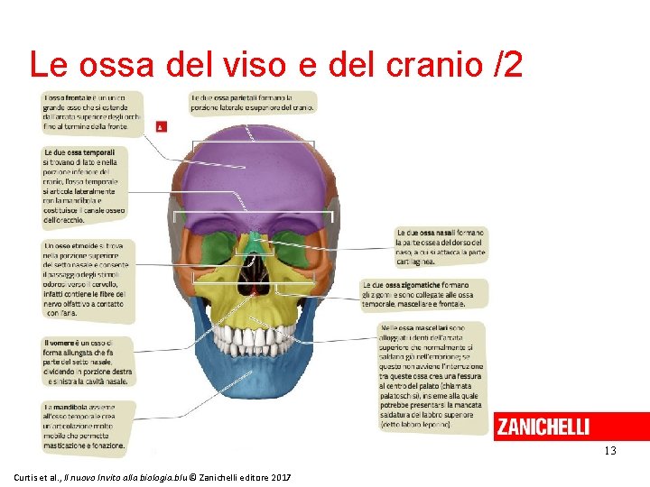 Le ossa del viso e del cranio /2 13 Curtis et al. , Il