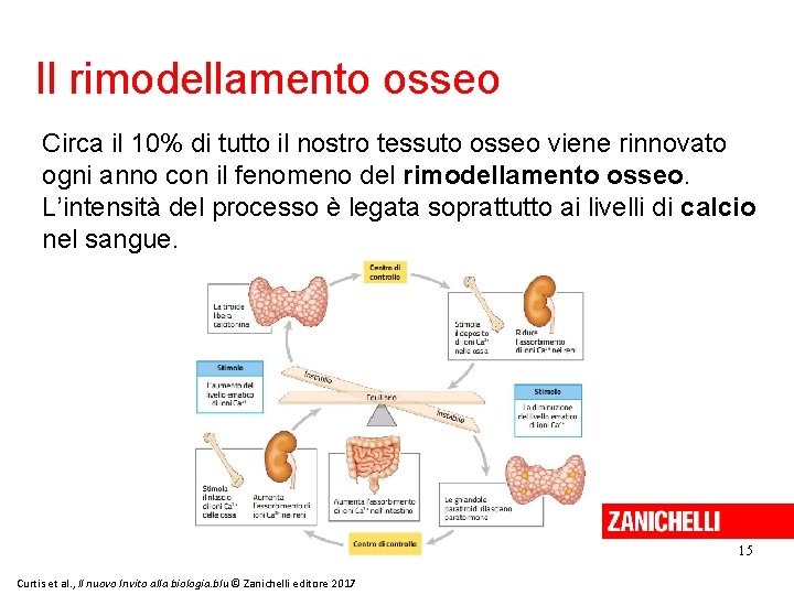 Il rimodellamento osseo Circa il 10% di tutto il nostro tessuto osseo viene rinnovato