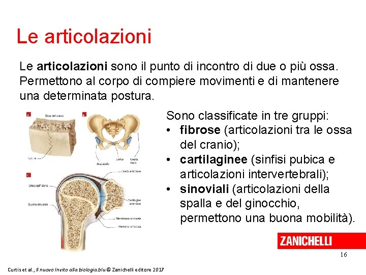 Le articolazioni sono il punto di incontro di due o più ossa. Permettono al