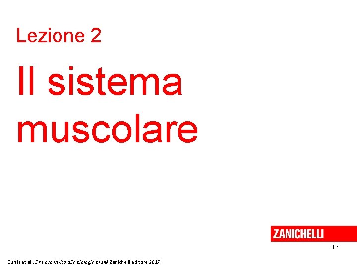 Lezione 2 Il sistema muscolare 17 Curtis et al. , Il nuovo Invito alla