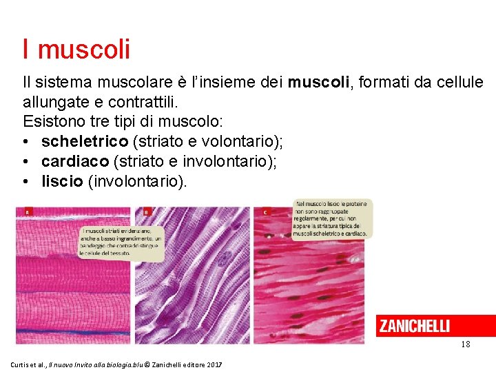 I muscoli Il sistema muscolare è l’insieme dei muscoli, formati da cellule allungate e