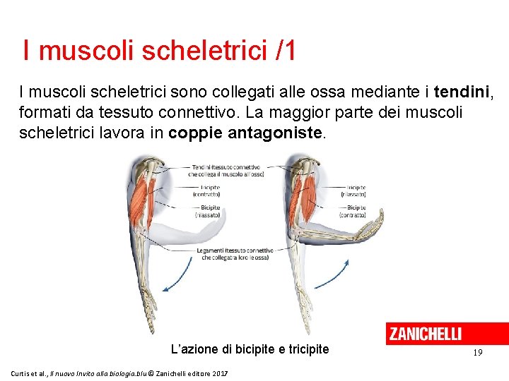 I muscoli scheletrici /1 I muscoli scheletrici sono collegati alle ossa mediante i tendini,