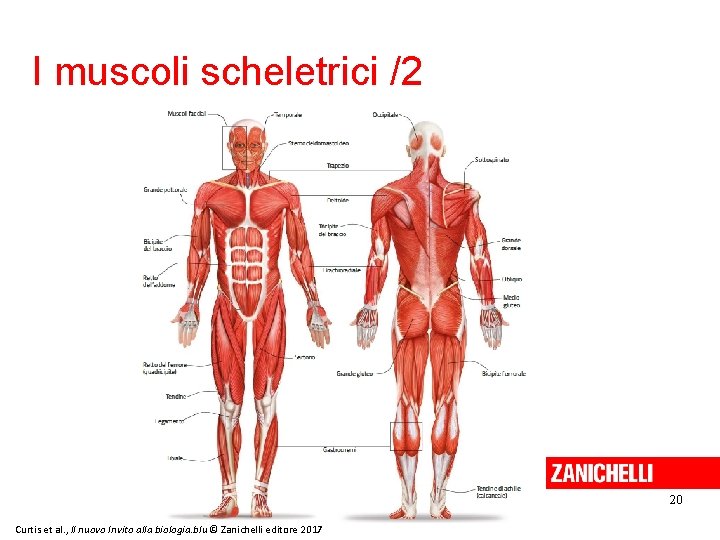 I muscoli scheletrici /2 20 Curtis et al. , Il nuovo Invito alla biologia.
