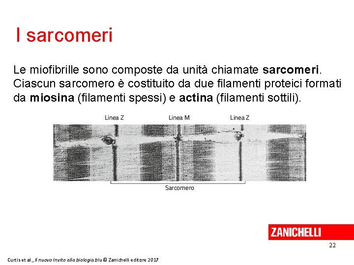 I sarcomeri Le miofibrille sono composte da unità chiamate sarcomeri. Ciascun sarcomero è costituito