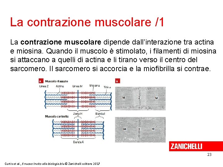 La contrazione muscolare /1 La contrazione muscolare dipende dall’interazione tra actina e miosina. Quando