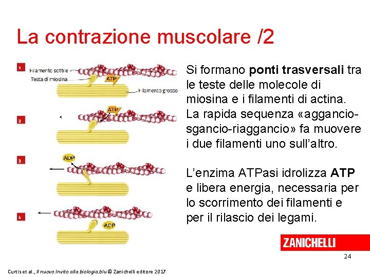 La contrazione muscolare /2 Si formano ponti trasversali tra le teste delle molecole di
