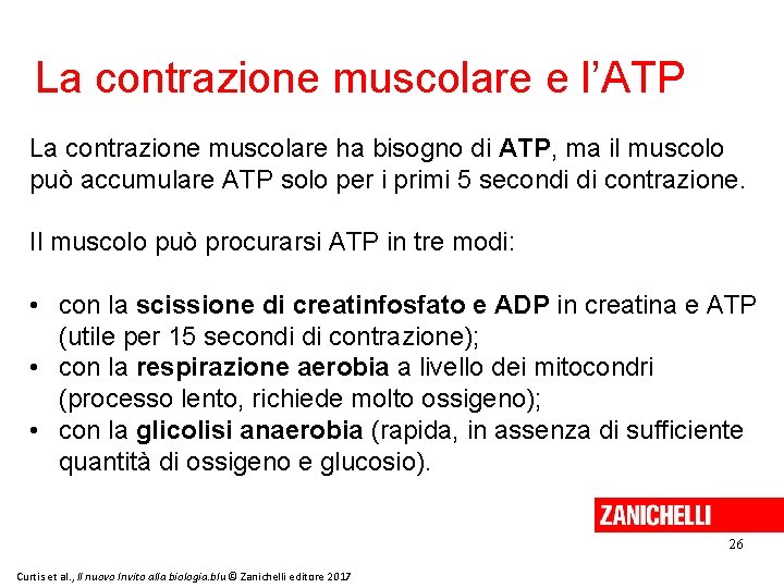 La contrazione muscolare e l’ATP La contrazione muscolare ha bisogno di ATP, ma il