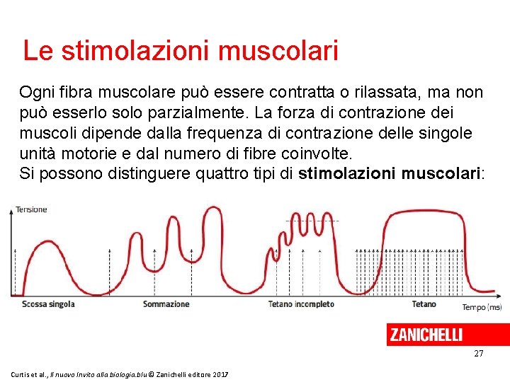 Le stimolazioni muscolari Ogni fibra muscolare può essere contratta o rilassata, ma non può