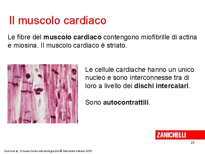 Il muscolo cardiaco Le fibre del muscolo cardiaco contengono miofibrille di actina e miosina.
