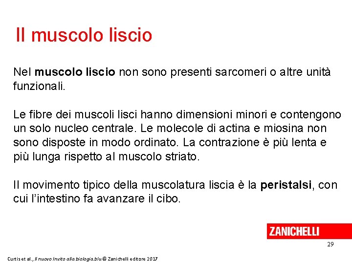 Il muscolo liscio Nel muscolo liscio non sono presenti sarcomeri o altre unità funzionali.