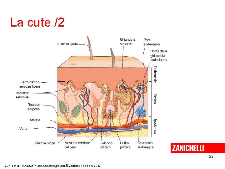 La cute /2 32 Curtis et al. , Il nuovo Invito alla biologia. blu