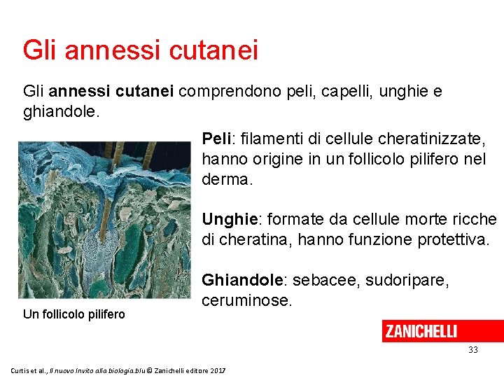 Gli annessi cutanei comprendono peli, capelli, unghie e ghiandole. Peli: filamenti di cellule cheratinizzate,