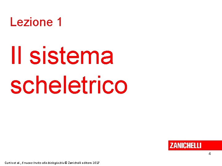 Lezione 1 Il sistema scheletrico 4 Curtis et al. , Il nuovo Invito alla