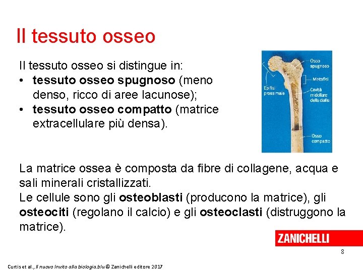 Il tessuto osseo si distingue in: • tessuto osseo spugnoso (meno denso, ricco di