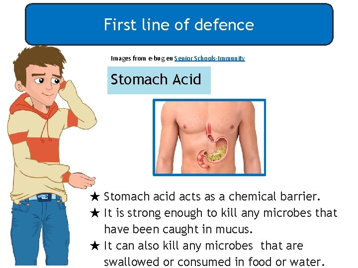 First line of defence Images from e-bug. eu Senior Schools-Immunity Stomach Acid ★ Stomach