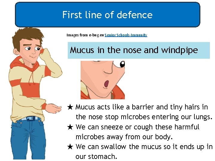 First line of defence Images from e-bug. eu Senior Schools-Immunity Mucus in the nose