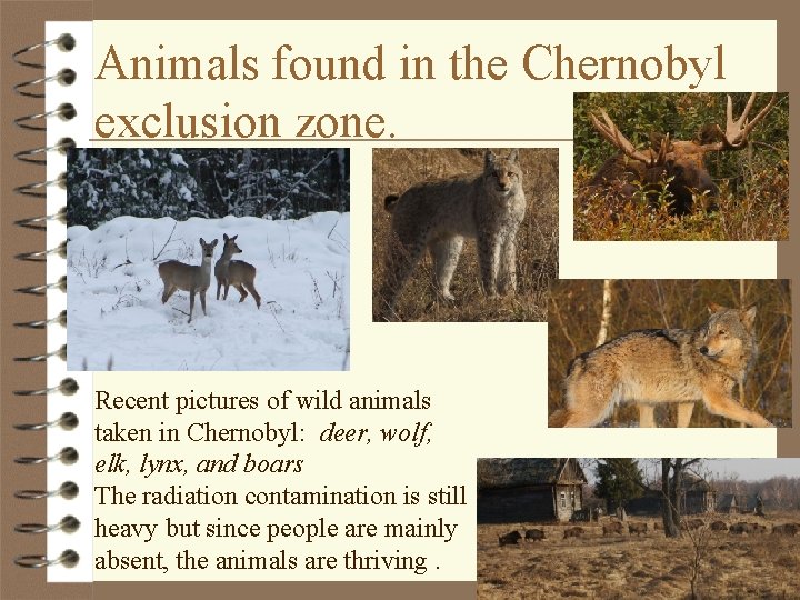 Animals found in the Chernobyl exclusion zone. Recent pictures of wild animals taken in