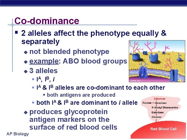 Co-dominance 2 alleles affect the phenotype equally & separately not blended phenotype u example: