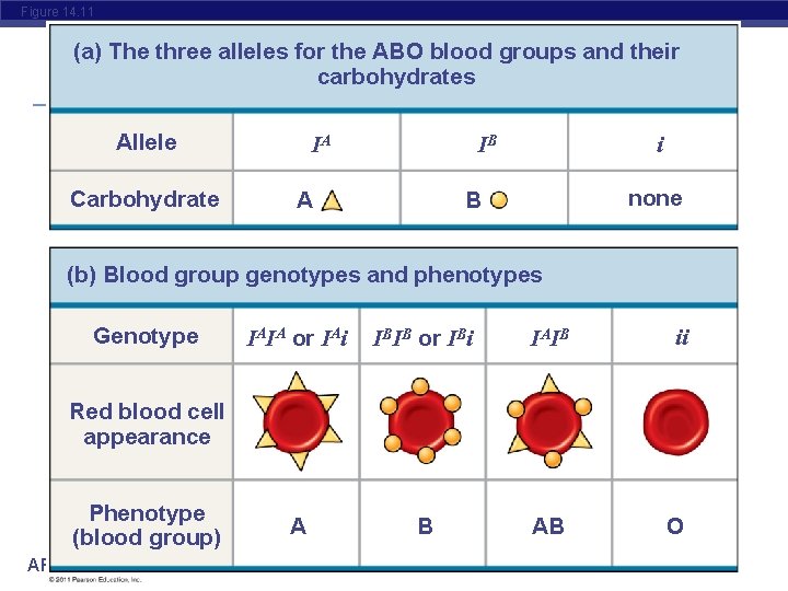 Figure 14. 11 (a) The three alleles for the ABO blood groups and their