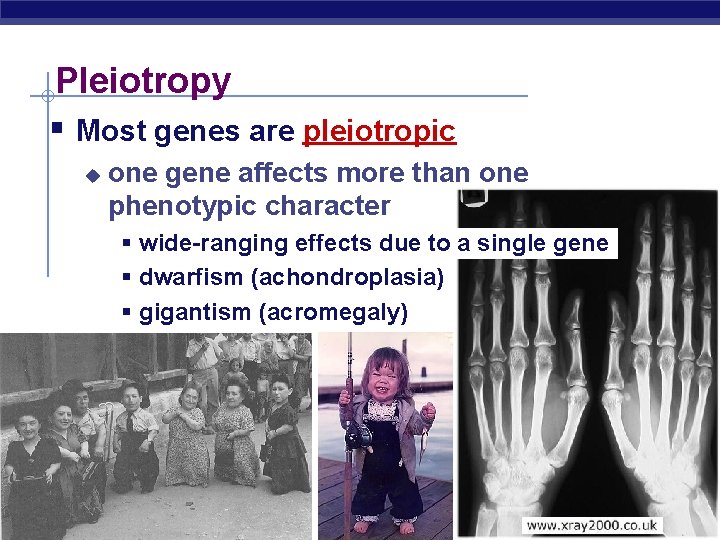 Pleiotropy Most genes are pleiotropic u one gene affects more than one phenotypic character