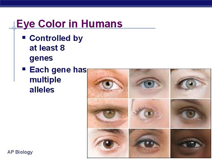 Eye Color in Humans Controlled by at least 8 genes Each gene has multiple
