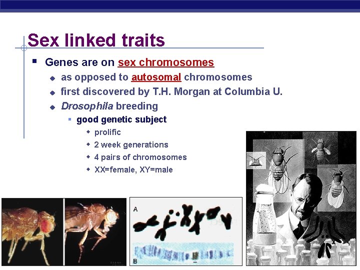 Sex linked traits Genes are on sex chromosomes u u u as opposed to