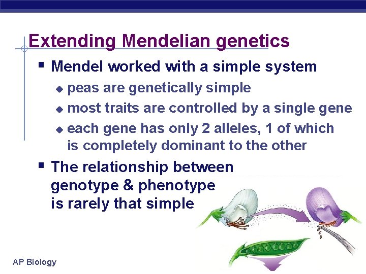 Extending Mendelian genetics Mendel worked with a simple system peas are genetically simple u