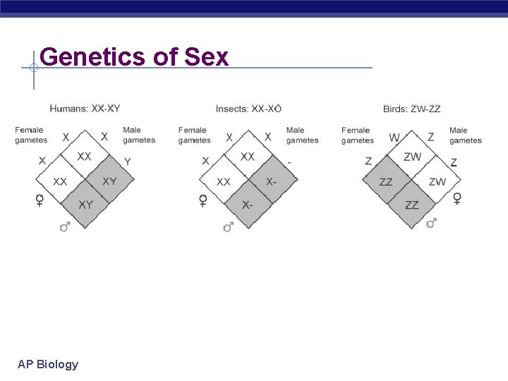 Genetics of Sex AP Biology 