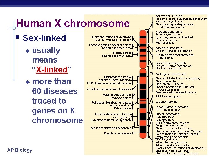 Human X chromosome Sex-linked Duchenne muscular dystrophy Becker muscular dystrophy usually means “X-linked” u