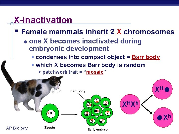X-inactivation Female mammals inherit 2 X chromosomes u one X becomes inactivated during embryonic