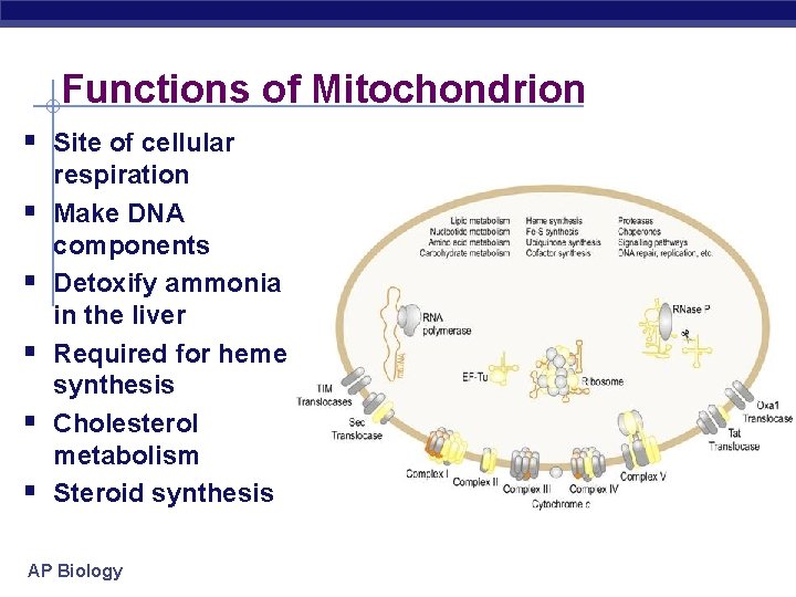 Functions of Mitochondrion Site of cellular respiration Make DNA components Detoxify ammonia in the