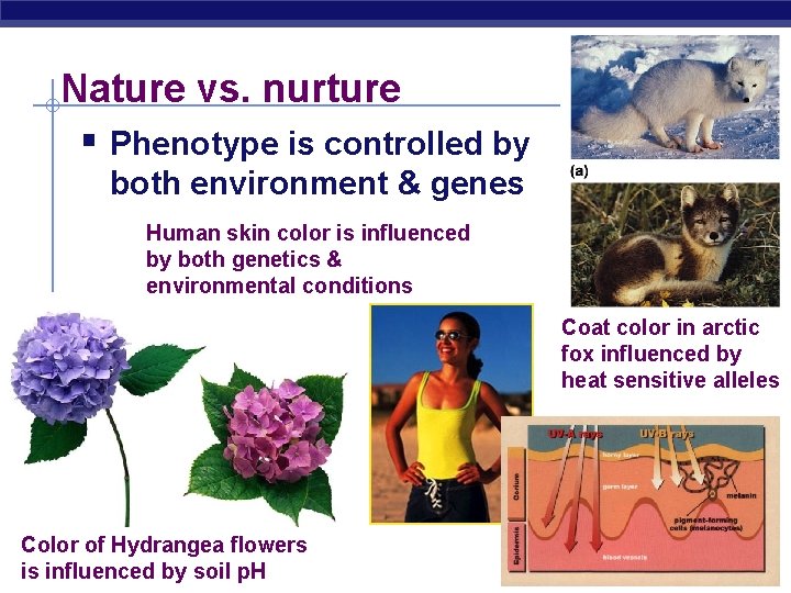 Nature vs. nurture Phenotype is controlled by both environment & genes Human skin color