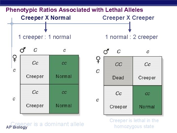 Phenotypic Ratios Associated with Lethal Alleles Creeper X Normal Creeper X Creeper 1 creeper