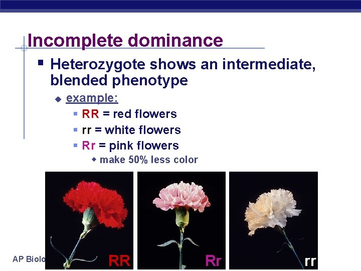 Incomplete dominance Heterozygote shows an intermediate, blended phenotype u example: RR = red flowers