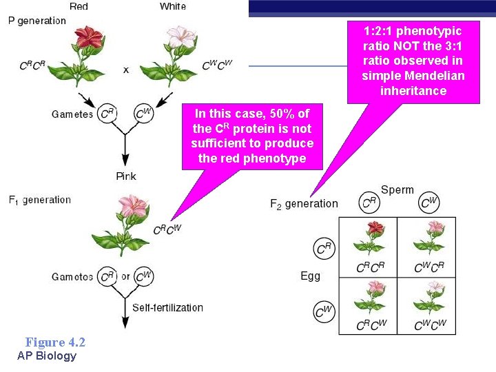 1: 2: 1 phenotypic ratio NOT the 3: 1 ratio observed in simple Mendelian