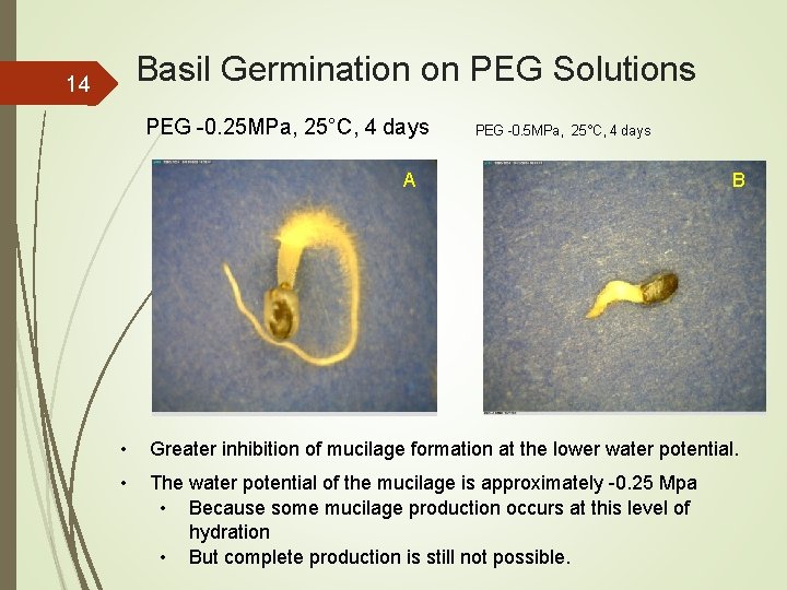 Basil Germination on PEG Solutions 14 PEG -0. 25 MPa, 25°C, 4 days PEG