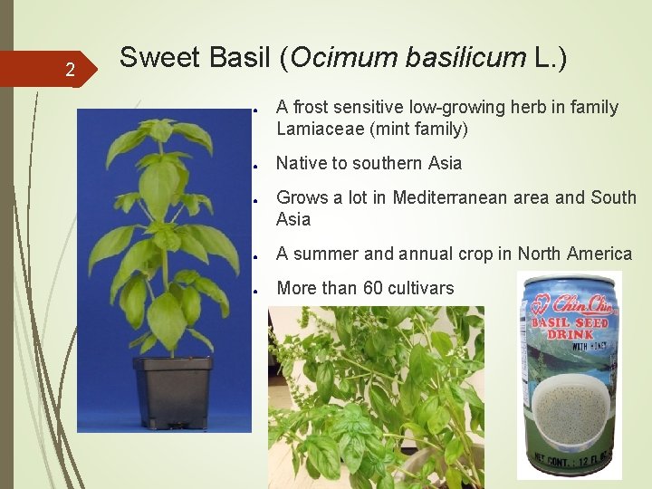 2 Sweet Basil (Ocimum basilicum L. ) ● ● ● A frost sensitive low-growing