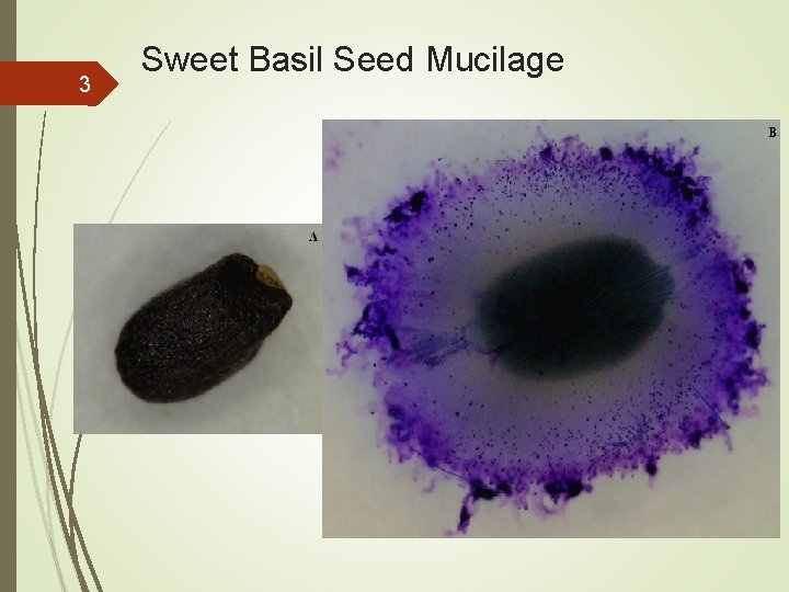 The Production and Function of Mucilage by Sweet