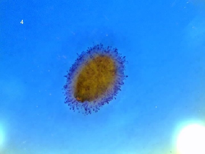 Sweet Basil Seed Imbibition with water (55 x) 4 