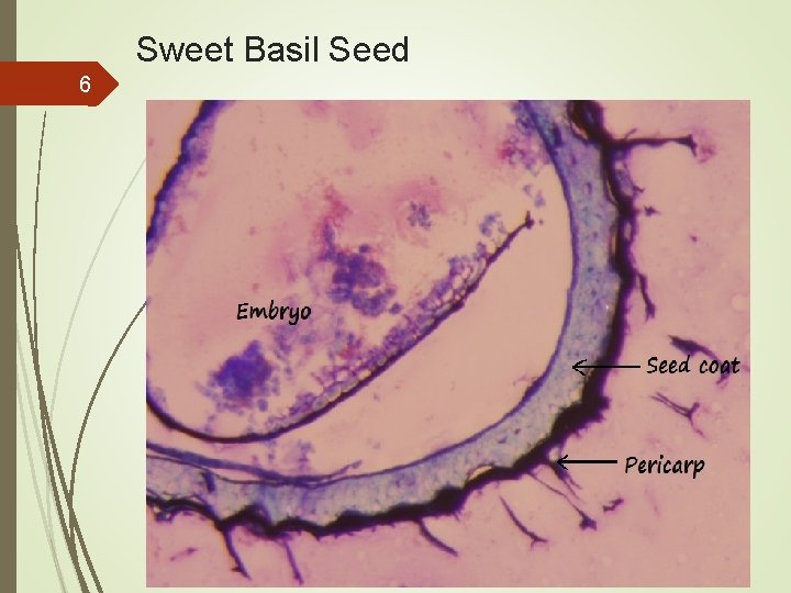 Sweet Basil Seed 6 