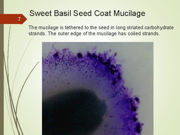 7 Sweet Basil Seed Coat Mucilage The mucilage is tethered to the seed in