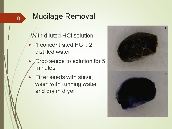 8 Mucilage Removal *With diluted HCl solution • 1 concentrated HCl : 2 distilled