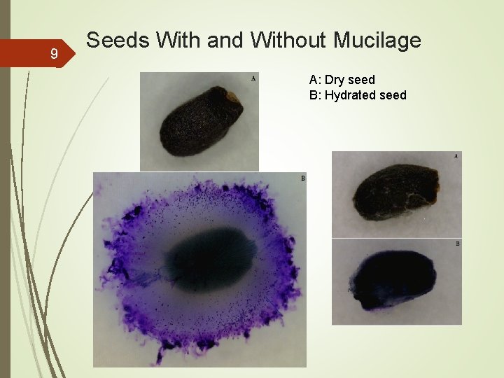 9 Seeds With and Without Mucilage A: Dry seed B: Hydrated seed 