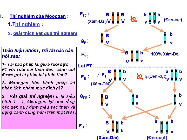 I. Thí nghiệm của Moocgan : 1. Thí nghiệm : PTC : B (Xám