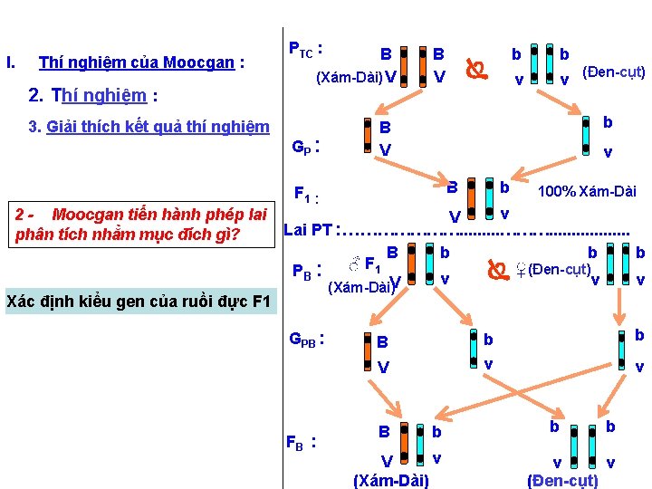 I. Thí nghiệm của Moocgan : 2. Thí nghiệm : 3. Giải thích kết