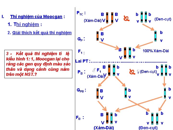 I. Thí nghiệm của Moocgan : 1. Thí nghiệm : 2. Giải thích kết